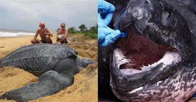 Bu dev deri srtl deniz kaplumbaasn grenleri hayrete drd.       