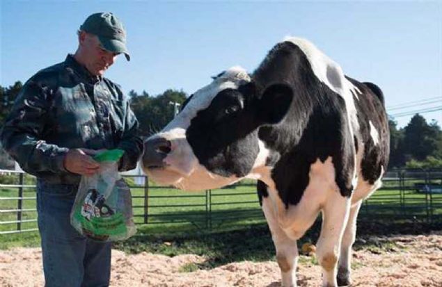 Yaklak 45 kilogram ise hububat tketiyor.     