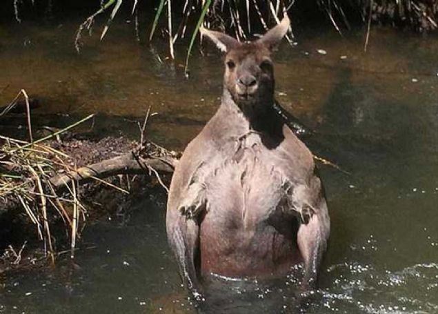 Bat Avustralya'da bir kpekten korkarak nehre atlayan dev kanguru, grenleri hayrete drd. 