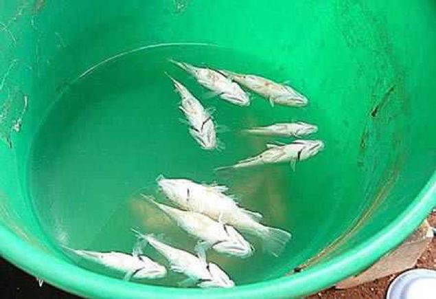 Avusturalya'da l Kasabasna Balk Yamuru  <br><br>  Tanami l'nn ucunda bulunan Lajamanu, Argyle ve Elliott gllerinden yzlerce kilometre uzaklkta ve hatta sahilden de bir o kadar uzakta.  <br><br>  Fakat bu, kasabann zerine yaan ilk balk yamuru deil. 2004'te yerliler, gkten balk yadn sylemiler ve ubat 2010 tarihinde de bu olay ikinci kez gerekleti.  <br><br>  Bir tank, ifadesinde; 'yzlerce kk beyaz canl balk gkyznden yere dyordu' diyordu.       