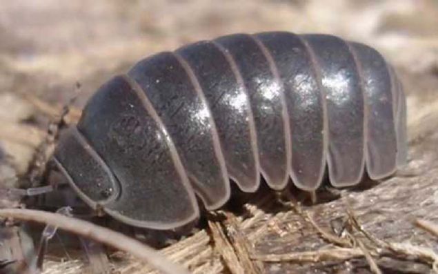 Kadn dergisi Linda'nn internet sayfasnda 2015 ylnda yaynlanan bir okuyucu mektubunda, bu iddia gl bir ekilde savunuldu.   <br><br>  Daha sonra derginin yayn ynetmeni Jossine Moderman, i bcek inerken ekilen bir videoyu okurlarla paylat. <br><br>  Saman nezlesi sorunu yaayan Hollandal gazeteci, tespih bcei yedikten sonra kendisin daha iyi hissettiini syledi. <br><br>  Bunun zerine, birok medya organnda, tespih bcei ile ilgili ok sayda haber yer ald.  <br><br>  Kulak, burun, boaz hasalklar (KBB) uzman Rany van Wiessenbruch, Drenthe Televizyonu'nda yapt aklamada, polenlerde bulunan alerjik proteinlere tespih bceinin de sahip olduunu syledi.      