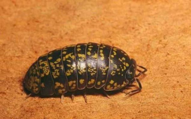 Saman nezlesi, polenlerin burun mukozasna yaparak iltihaba yol amasyla meydana gelen bir rahatszlk.   <br><br>  Yaygn bir rahatszlk olan saman nezlesi, doal ortam alerjinlerinin yansra, endstriyel alerjinlerin de artmasyla birlikte giderek daha fazla insan etkiliyor.   <br><br>  Rahatszlk, burun aknts, burun tkanmas, ksrk, haprma, gzlerde sulanma ve kant, koku ve tad alma duyularnn azalmas, nefes darl, sinslerde bask ve ba ars, yorgunluk, dikkat dankl ve uyku bozukluu gibi ok sayda belirti ile ortaya kyor.  