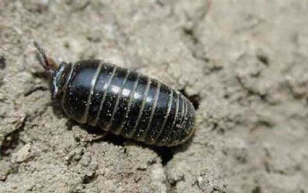 Alerjik rahatszlklarn artmaya balamas ile birlikte, sosyal medyada 'her gn bir tane tespih bcei yemenin, saman nezlesine kar en iyi tedavi yntemi' olduuna ilikin paylamlarda da ciddi bir art yaanyor.  <br><br>  Tespih bceinin, saman nezlesine kar iyi geldii iddias ilk kez 2012 ylnda tartlmaya baland.      