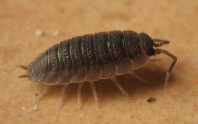 'Belki psikolojik bir rahatlama olabilir'  <br><br>  Hollandal uzman, 'Alerjik protein ieren eyleri vcuda alarak, alerjiye kar baklk sitemi gelitirilebilir. Ama bu ancak doru alerjinlerle mmkn. Tesbih bceinde bu yok ki' diyor.  <br><br>  Arnold van Vliet, saman nezlesi hastalarnn iddetli belirtiler sz konusu olduunda, aresizce birok ey denediini belirterek, 'Bu durumda belki psikolojik bir rahatlama olabilir. Ama gerekten her ey sama bir hikaye etrafnda dnyor' diye konuuyor.    