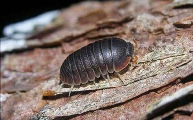 Baz internet siteleri, KBB uzman Rany van Wiessenbruch'un grlerini yeniden okuyucu ile paylarken, birok kiisel blogda da, tespih bcei yiyen insanlarn deneyimleri paylalyor.  <br><br>  Her yl tekrarlanan bu iddialarla ilgili olarak haber portal Nu.nl'nin sorularn yantlayan Wageningen niversitesi biyologlarndan, saman nezlesi uzman Arnold van Vliet'e gre, bu kesinlikle mmkn deil.    