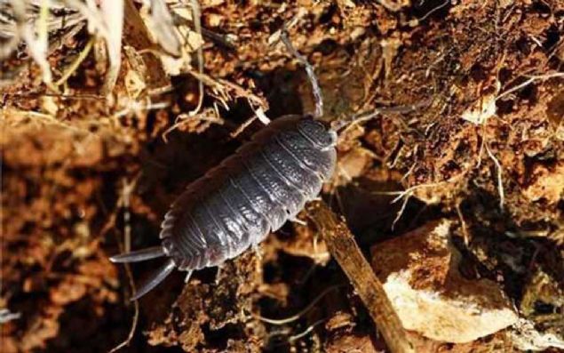 'Uzun sre tespih bcei inerseniz...'  <br><br>  Van Wissenbruch, 'Uzun sre tespih bcei inerseniz ve tadn alrsanz, immnoterapi ile ayn etkiye sahip olabilir' grn dile getirdi.  <br><br>  Ancak Volkskrant gazetesi, KBB uzman van Wissenbruch'un aklamas zerine bir aratrma yapt. Bilim insanlar, bu ifadeyi kantlayacak bilimsel veriler olmadn vurgulad.     