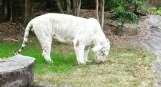 Doğada nadir görülüyorlar! Albino hayvanların fotoğrafları
