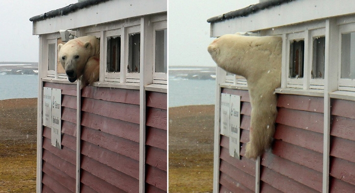 Kutup ayısı otele girdi