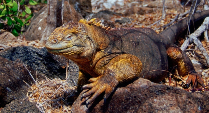 Galapagos'un Santiago Adas, Darwin'den beri ilk kez iguana grd