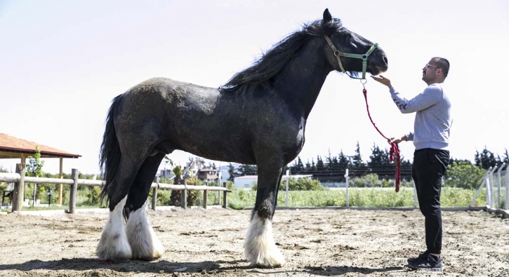 Bin 200 kilogramlık at görenleri şaşırtıyor