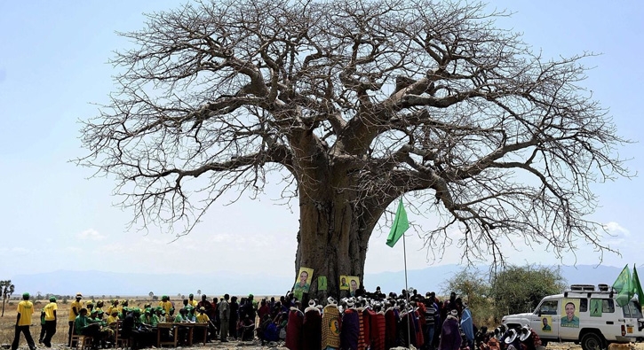 Dev baobab aalar gizemli bir ekilde lyor