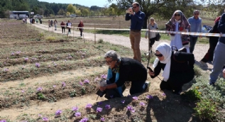 Turistlerin yeni gözdesi! Dünyanın en pahalı baharatı...