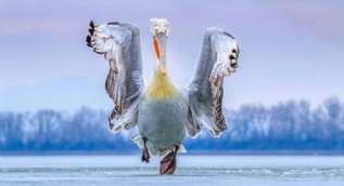 2019 yılının en iyi kuş fotoğrafları