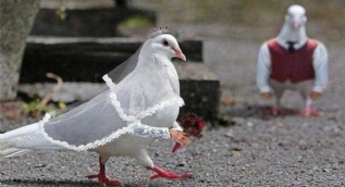 Hayvanları photoshopla bakın ne hale soktular