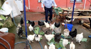Rengi yeşil, tanesi 10 lira! taleplere yetişemiyorlar