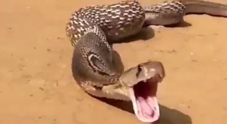 Kobra yılanı hayatının şokunu yaşadı