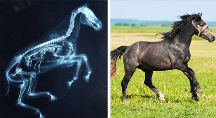 Hayvanlarn X-Ray altndaki grntleri