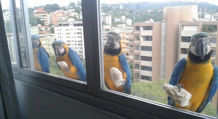 Pencereye tırmanan kuşların o anları