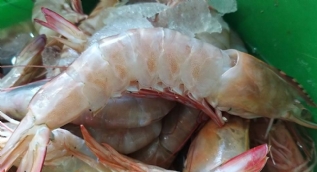 Kilosu 160 TL! 8-9 adeti 1 kilo geliyor