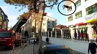 Bir anda üzerine atladı neye uğradığını şaşırdı...