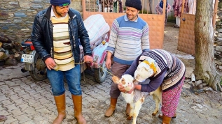 Ayşe sağlığına kavuştu