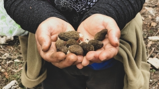 Nadir bulunuyor, kilosu 200 liradan satılıyor... Ailelere geçim kapısı oldu