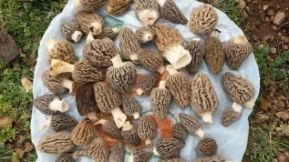 Talep patladı! Kilosu 130 liradan kapış kapış satılıyor