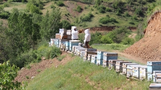 Terörden temizlenen yaylalarda 'tatlı' mesai