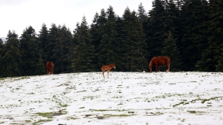 Bolu'da yaz başında kar yağdı!