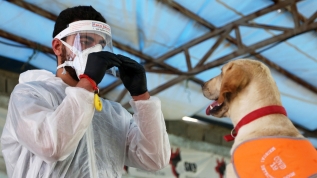 İran'da köpekler Kovid-19'u teşhis etmek için eğitildi