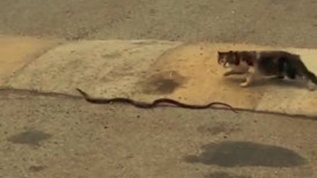 Cesur kedi, kendisinden 3 kat büyük yılana böyle meydan okudu!