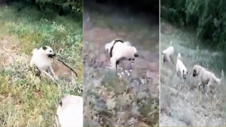 3 kangal ile yılanın amansız mücadelesi!
