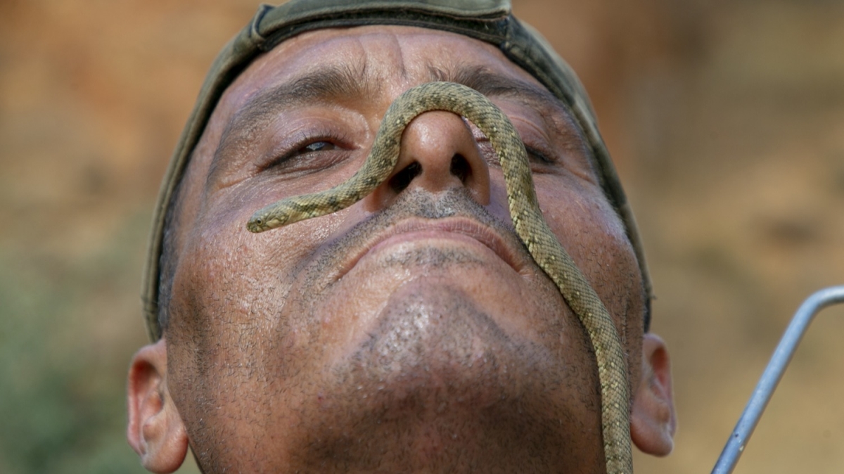 Tunuslu 'yılan avcısı'