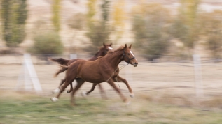 Dört nala şampiyonluğa koşacak taylar bu haradan çıkıyor