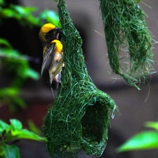 Dokumac� ku�lar�n yuva yapma sanat�