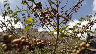 Yemen'de iç savaş sebebiyle kahve üretimi azaldı