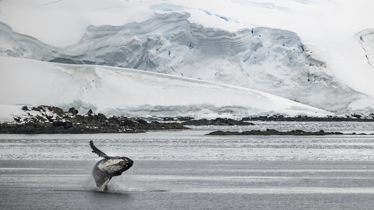 6. Ulusal Antarktika Bilim Seferi'nde ktaya 'minimum' ayak izi brakld