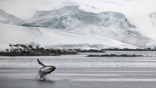 6. Ulusal Antarktika Bilim Seferi'nde kıtaya 'minimum' ayak izi bırakıldı