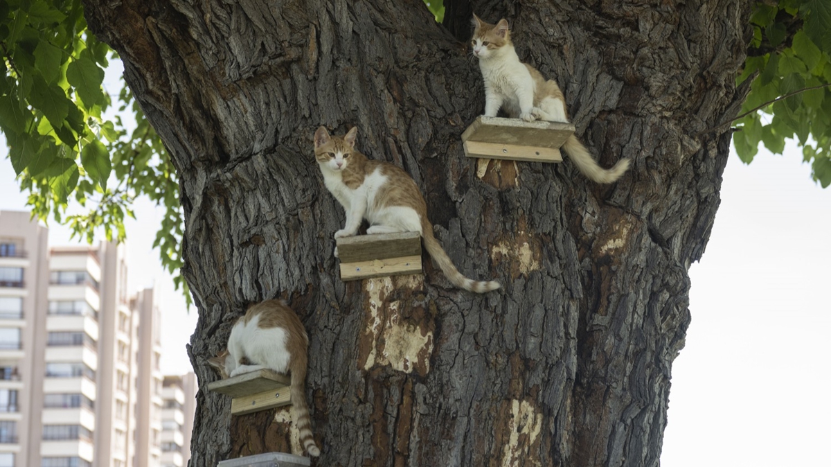 Ankara'daki kedilerin a�a�taki ya�am alan�