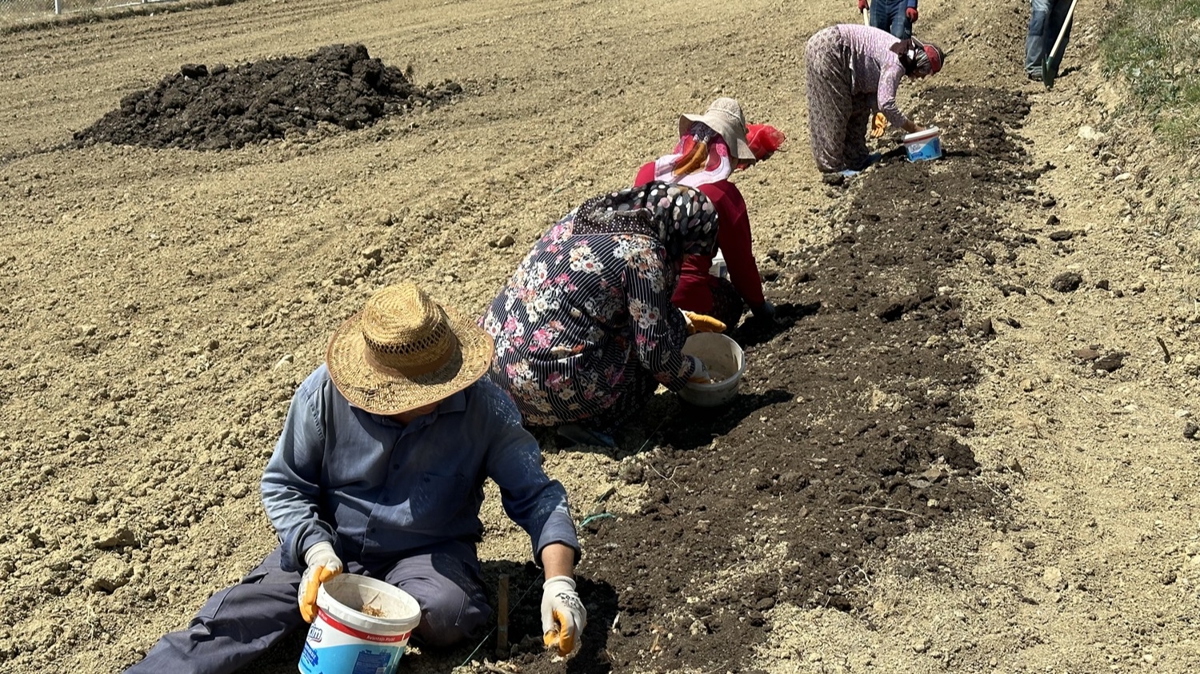 'D�nya'n�n en pahal� baharat�'... Milli bitkimiz toprakla bulu�tu