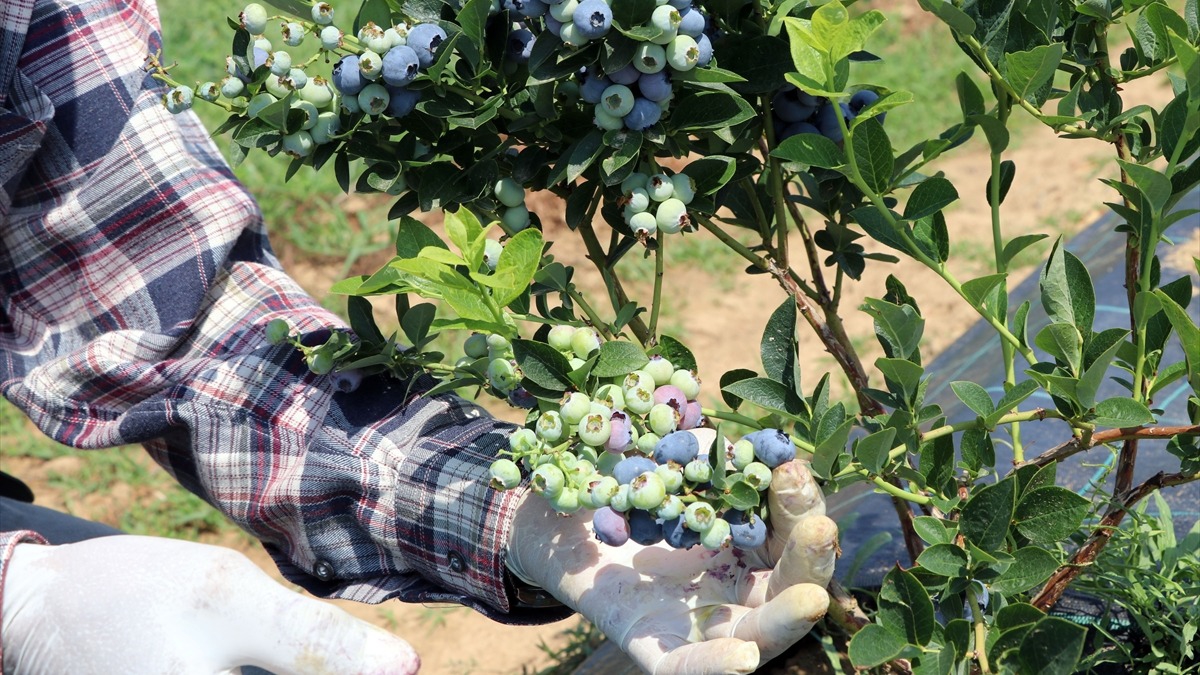 Emekli ziraat mhendisi yaban mersini yetitiriyor! 'Emeklerim karlk buldu'