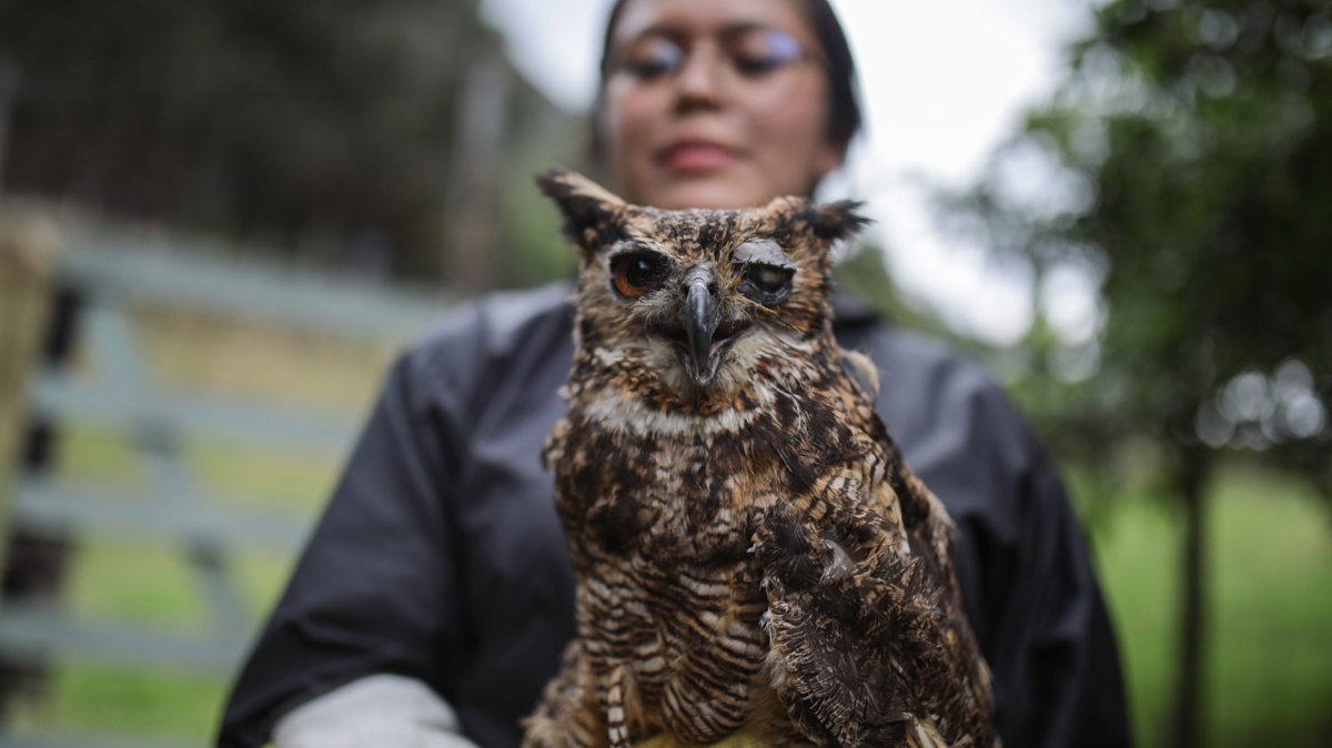 Hayvanlar Bioparque La Reserva'da koruma altnda