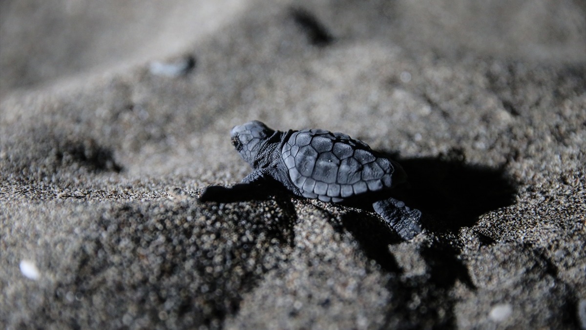 Caretta carettalar yumurtalarndan kmaya balad