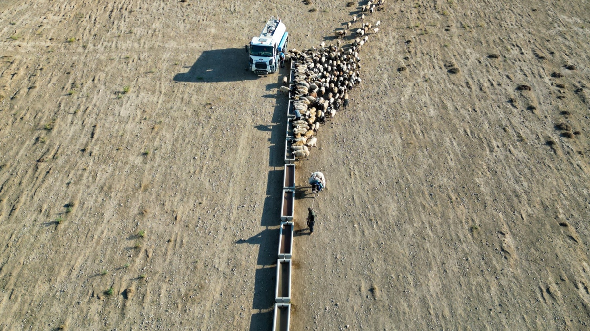 Susuz kalan koyunların imdadına belediye ekipleri yetişti