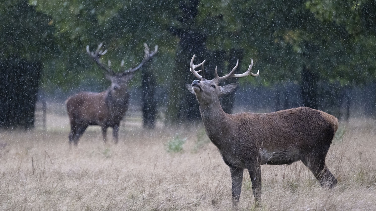 Bushy Park geyiklere ev sahiplii yapyor