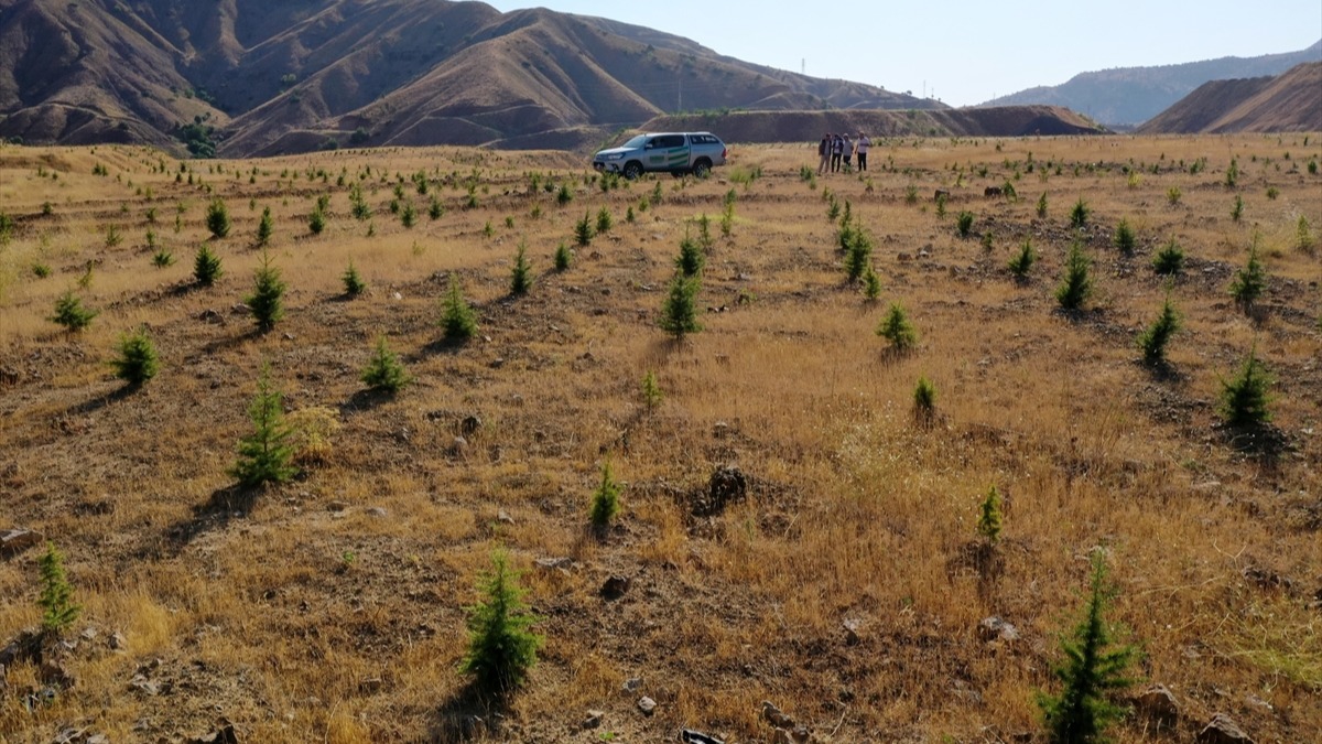 Terk edilmi maden sahalarna aa ve iekler dikiliyor