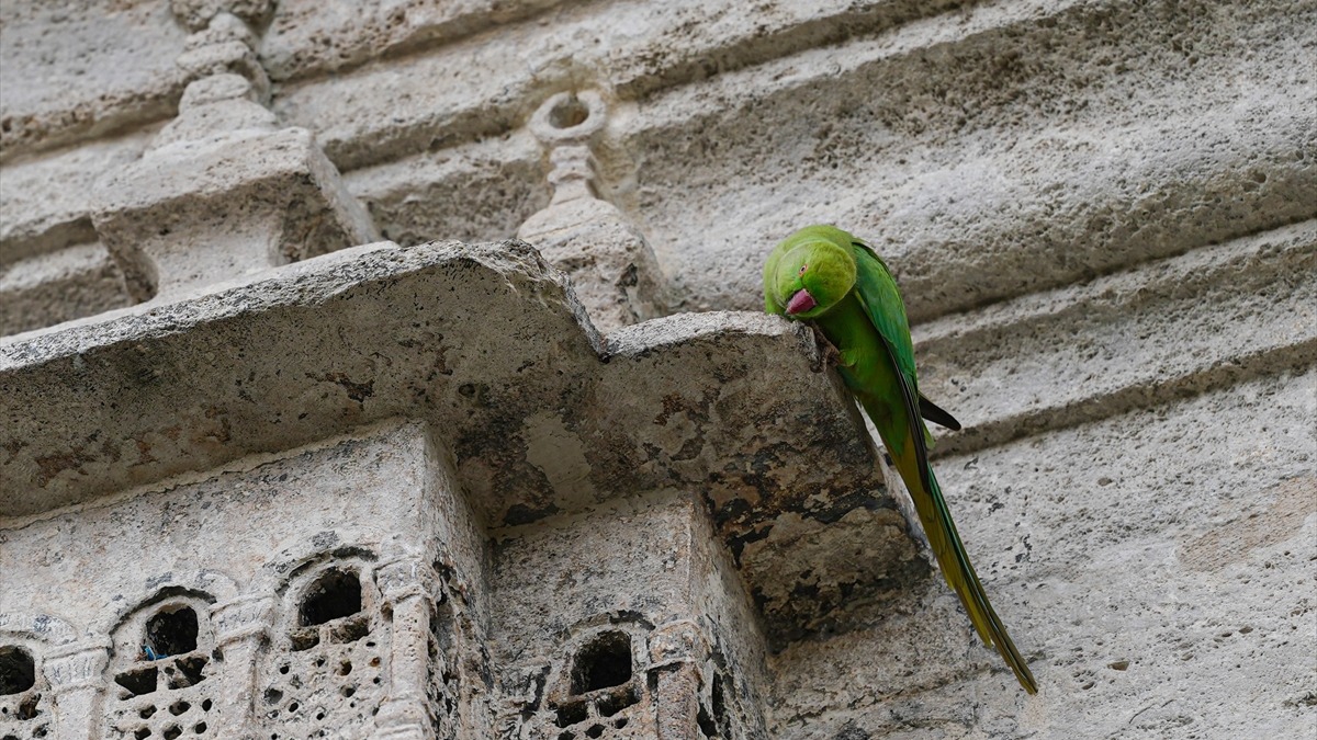 Osmanl'da merhametin sembol ku evleri, 5 asrdr gzelliini koruyor