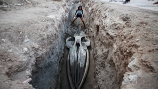 Mersin'de 4 yl nce gmlen Fin balinasnn iskeleti topraktan karlyor