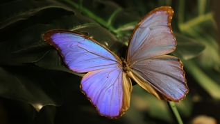 ebiarus'da kelebelek etkisi! Konya grsel len iin hazr