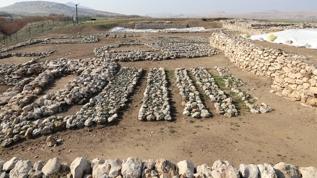 �ay�n� Tepesi'nde ya�ayan insanlar�n genetik haritas� ��kar�l�yor